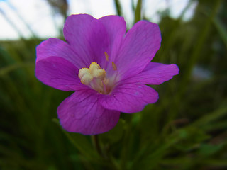 Epilobium hirsutum