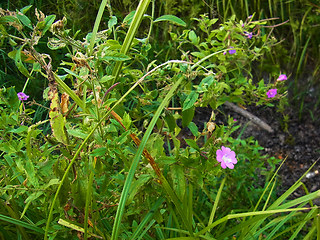 Epilobium hirsutum