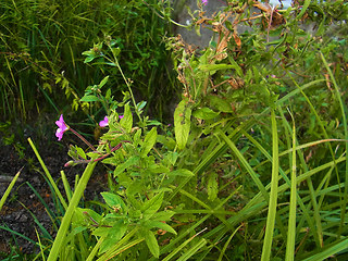 Epilobium hirsutum