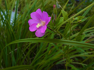 Epilobium hirsutum