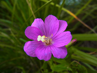 Epilobium hirsutum