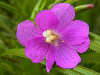 Epilobium hirsutum