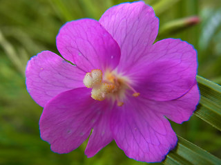 Epilobium hirsutum