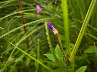 Epilobium hirsutum