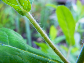 Epilobium hirsutum