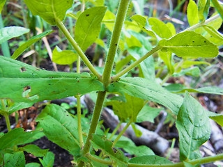 Epilobium hirsutum