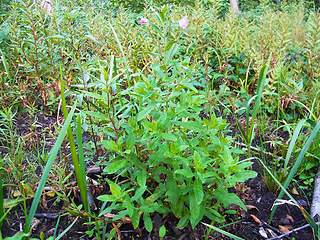 Epilobium hirsutum