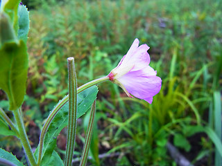 Epilobium hirsutum