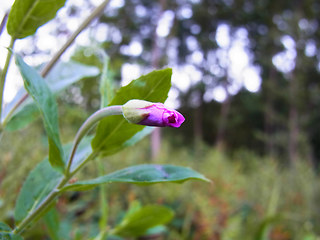 Epilobium hirsutum