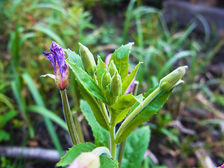 Epilobium hirsutum