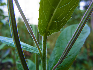 Epilobium hirsutum