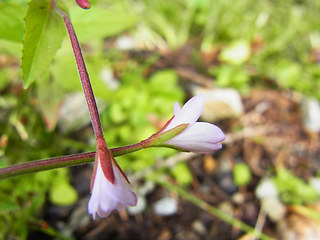 Epilobium montanum