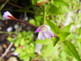 Epilobium montanum