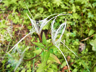 Epilobium montanum