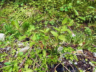 Epilobium montanum