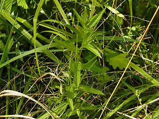 Epilobium tetragonum