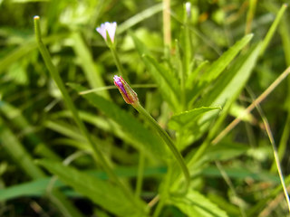 Epilobium tetragonum