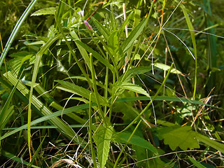 Epilobium tetragonum