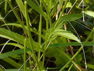 Epilobium tetragonum