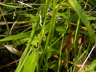 Epilobium tetragonum