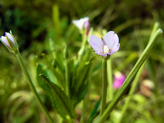 Epilobium tetragonum