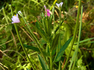 Epilobium tetragonum