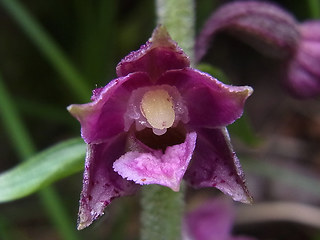 Epipactis atrorubens