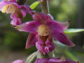 Epipactis atrorubens