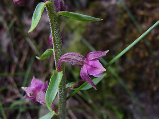 Epipactis atrorubens