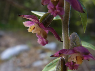 Epipactis atrorubens