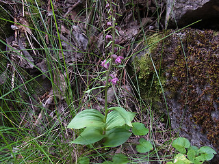 Epipactis atrorubens