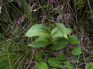 Epipactis atrorubens