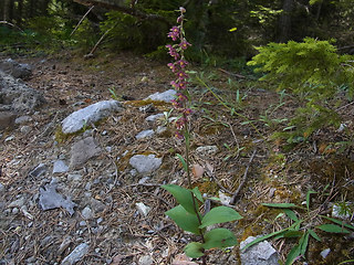 Epipactis atrorubens