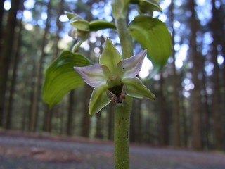 Epipactis helleborine