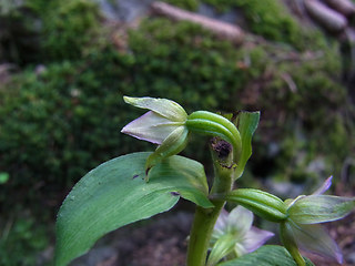 Epipactis helleborine