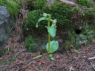 Epipactis helleborine