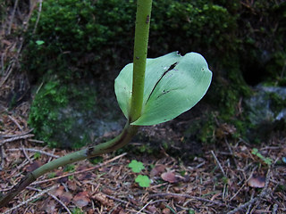 Epipactis helleborine