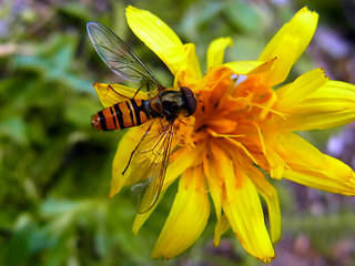 Episyrphus balteatus