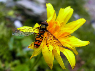 Episyrphus balteatus