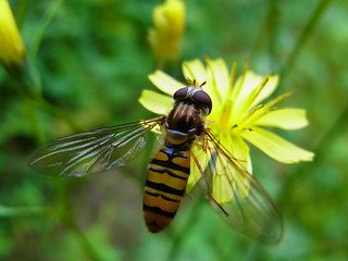 Episyrphus balteatus