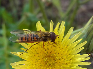 Episyrphus balteatus