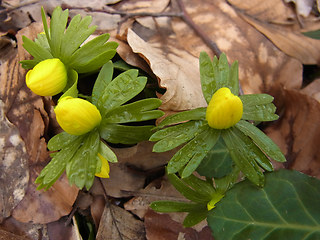 Eranthis hyemalis