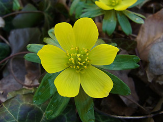 Eranthis hyemalis