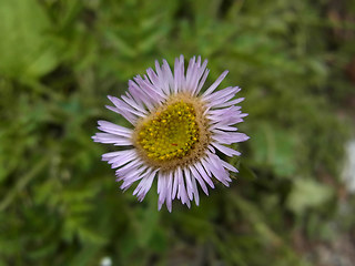 Erigeron alpinus