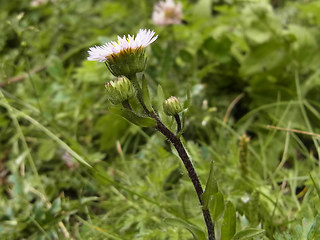 Erigeron alpinus