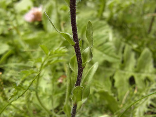 Erigeron alpinus