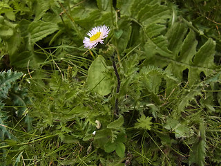 Erigeron alpinus