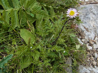 Erigeron alpinus