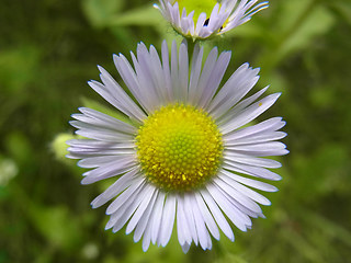 Erigeron annuus