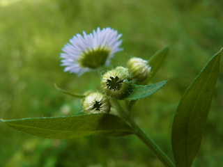 Erigeron annuus